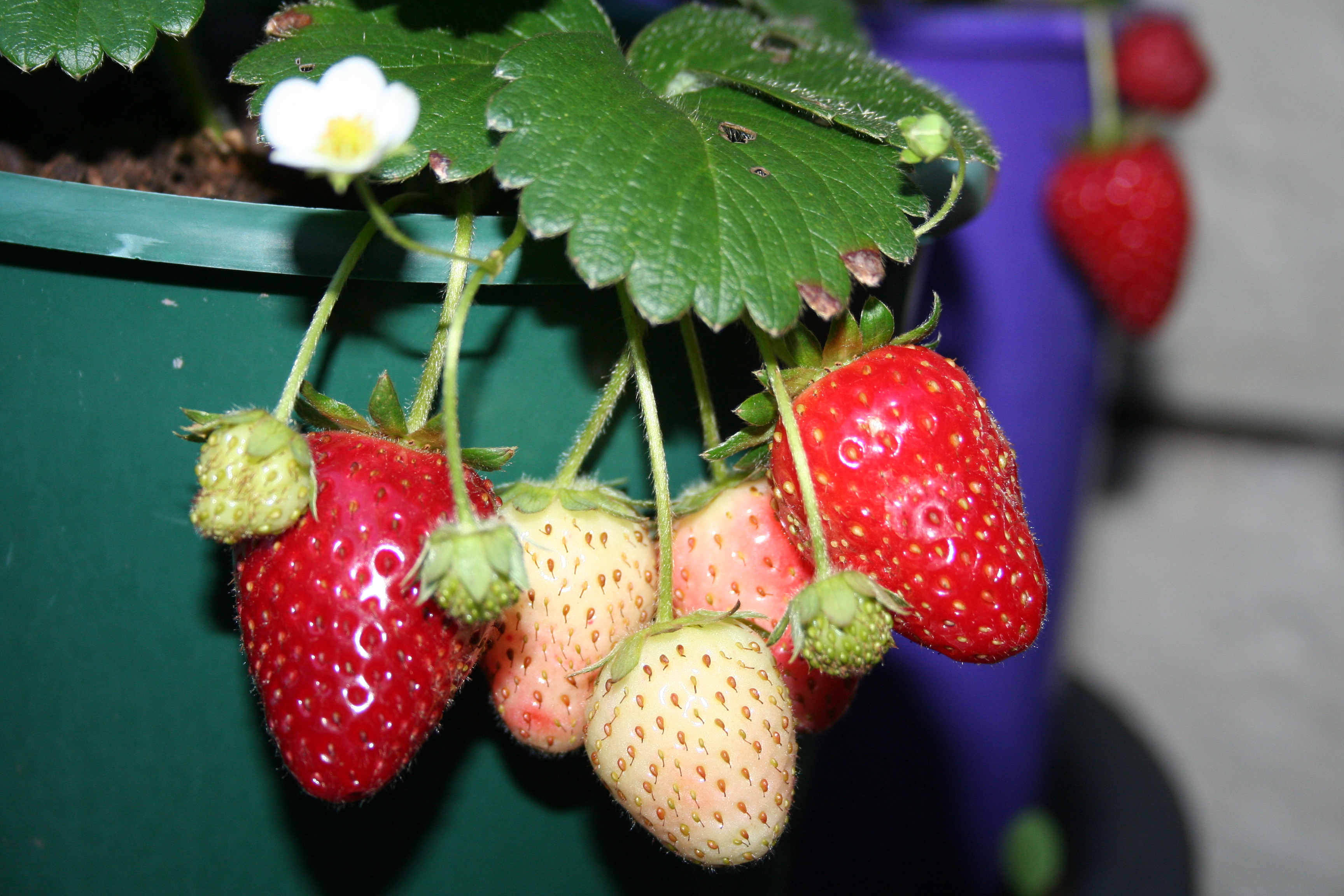 strawberry plants